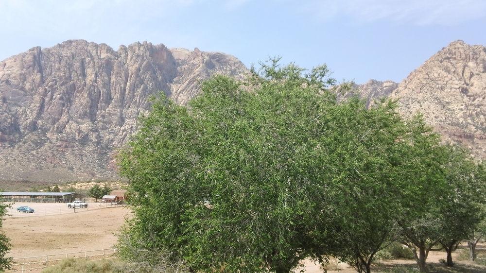 Bonnie Springs Ranch Motel Blue Diamond Εξωτερικό φωτογραφία