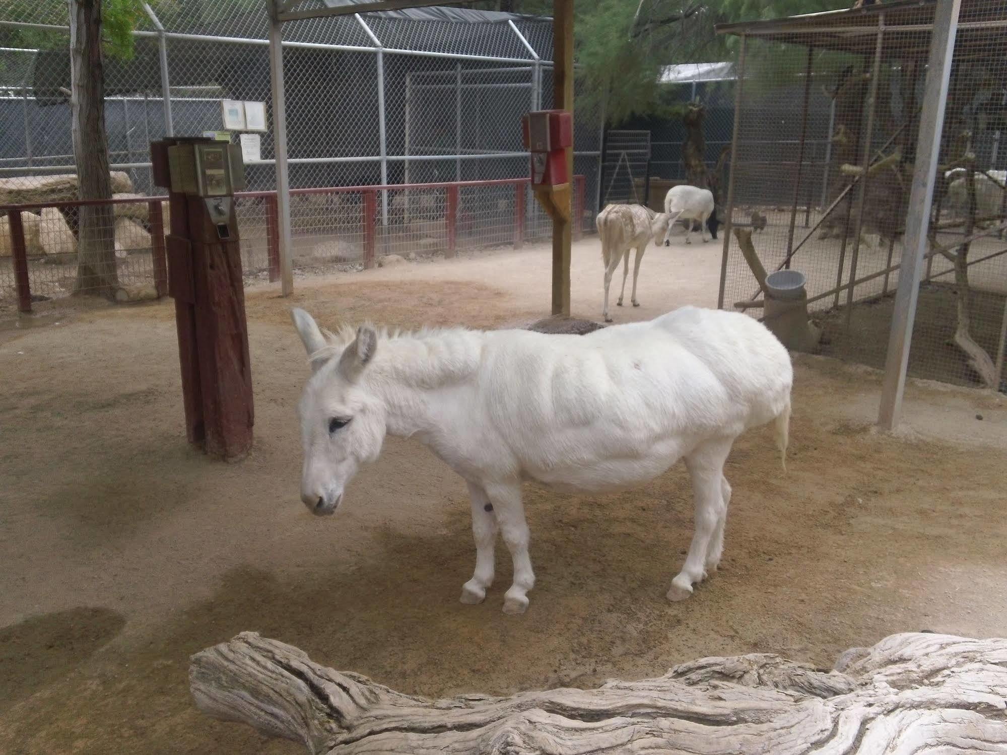 Bonnie Springs Ranch Motel Blue Diamond Εξωτερικό φωτογραφία